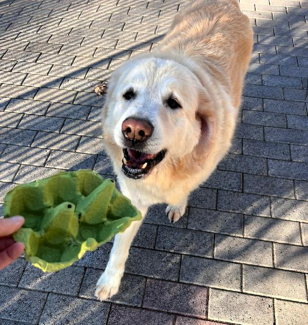 SALOMONE MAREMMANO Foto 11